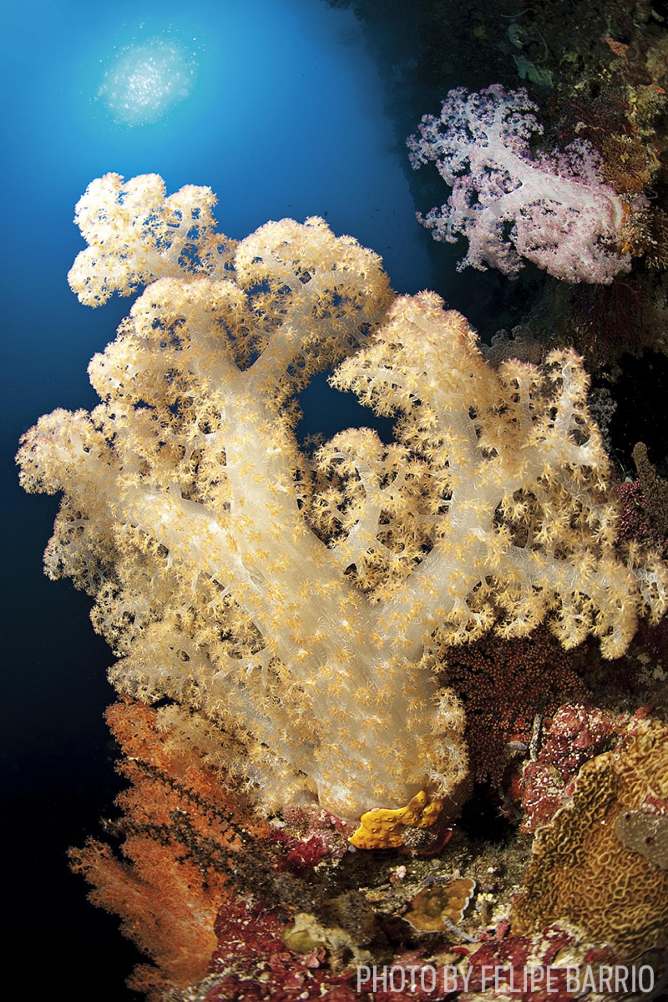 scuba diving kayaking palau