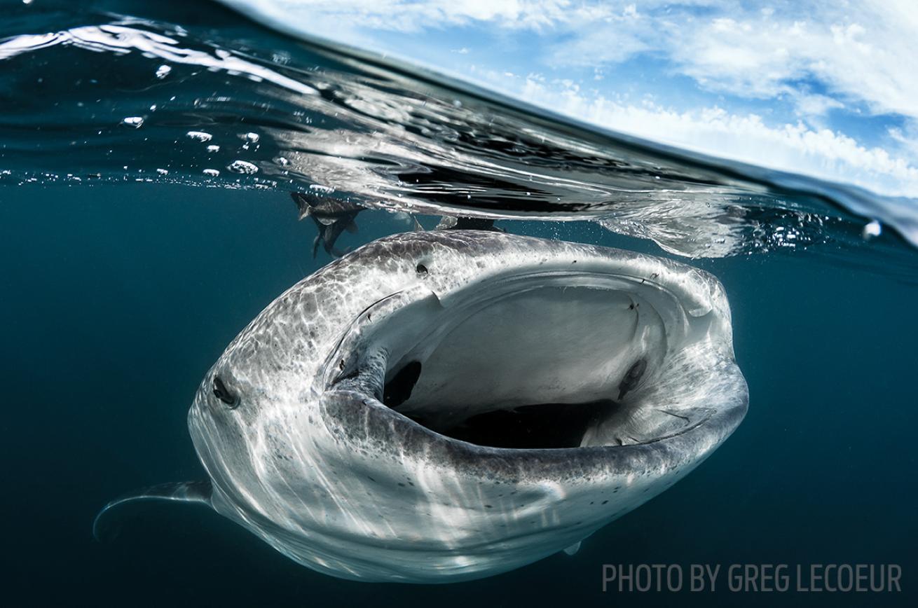 snorkeling whale sharks