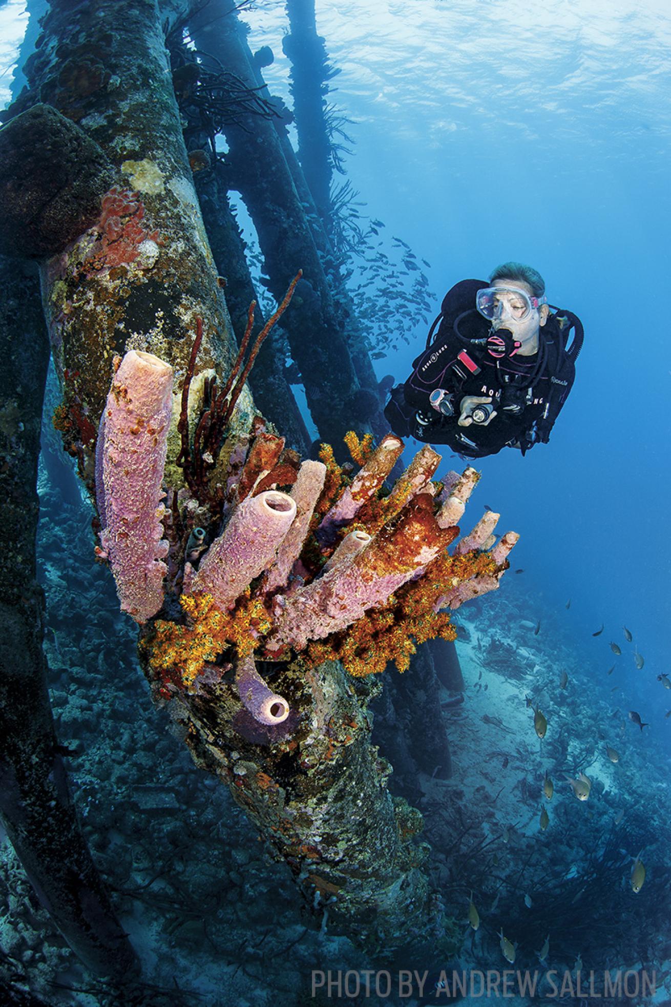 scuba diving bonaire best dives