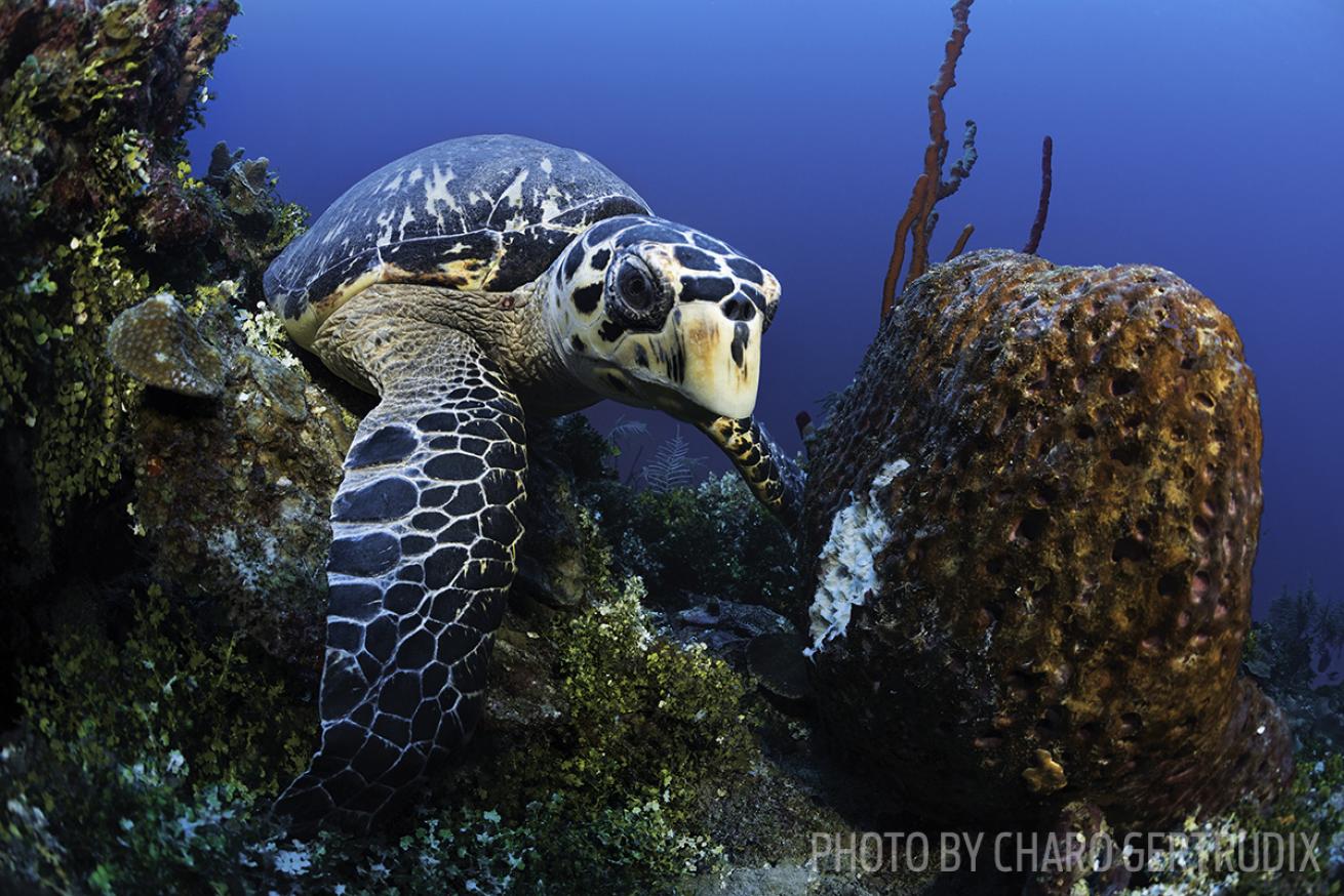 scuba diving grand cayman sea turtle