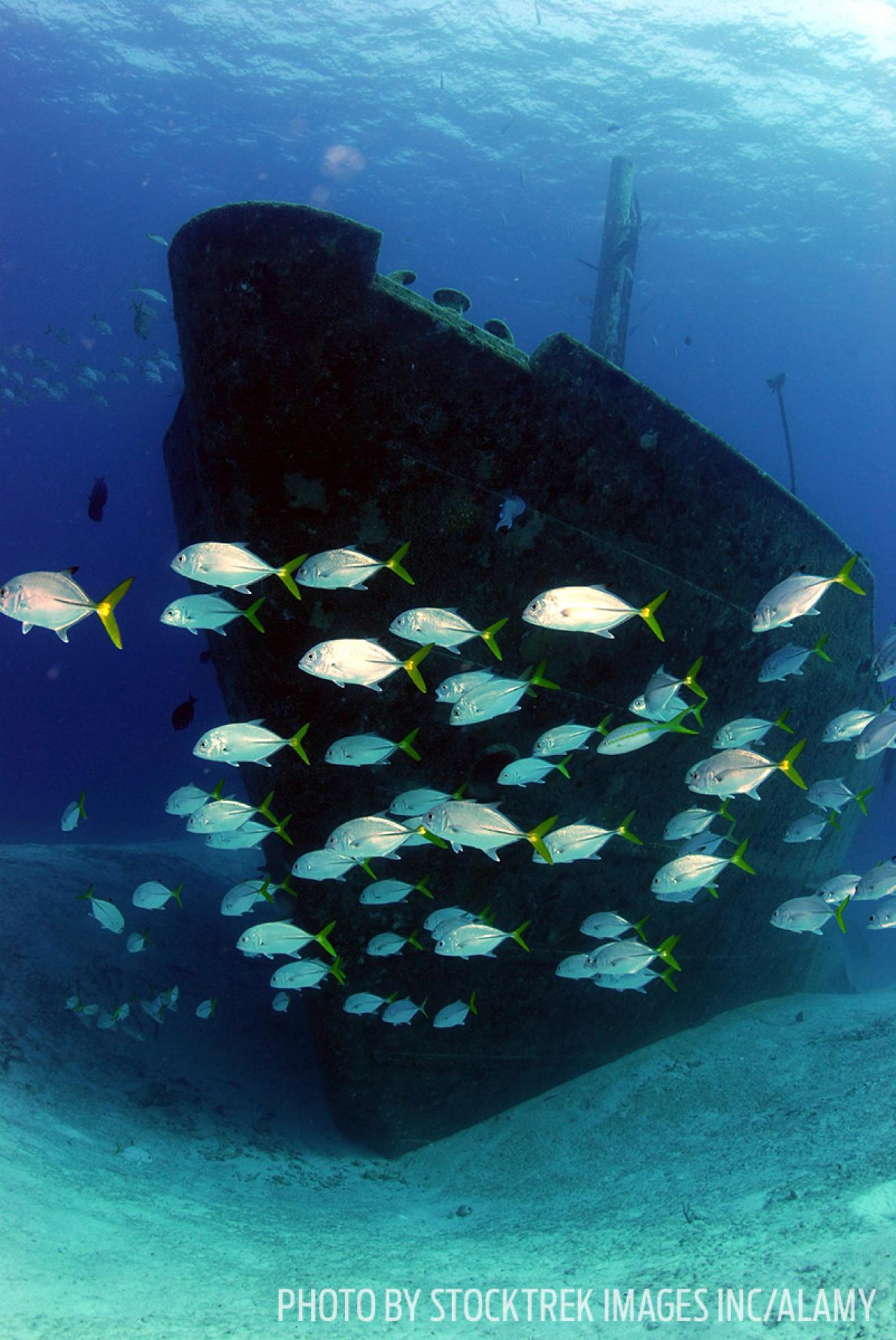 Ray of Hope wreck diving Bahamas