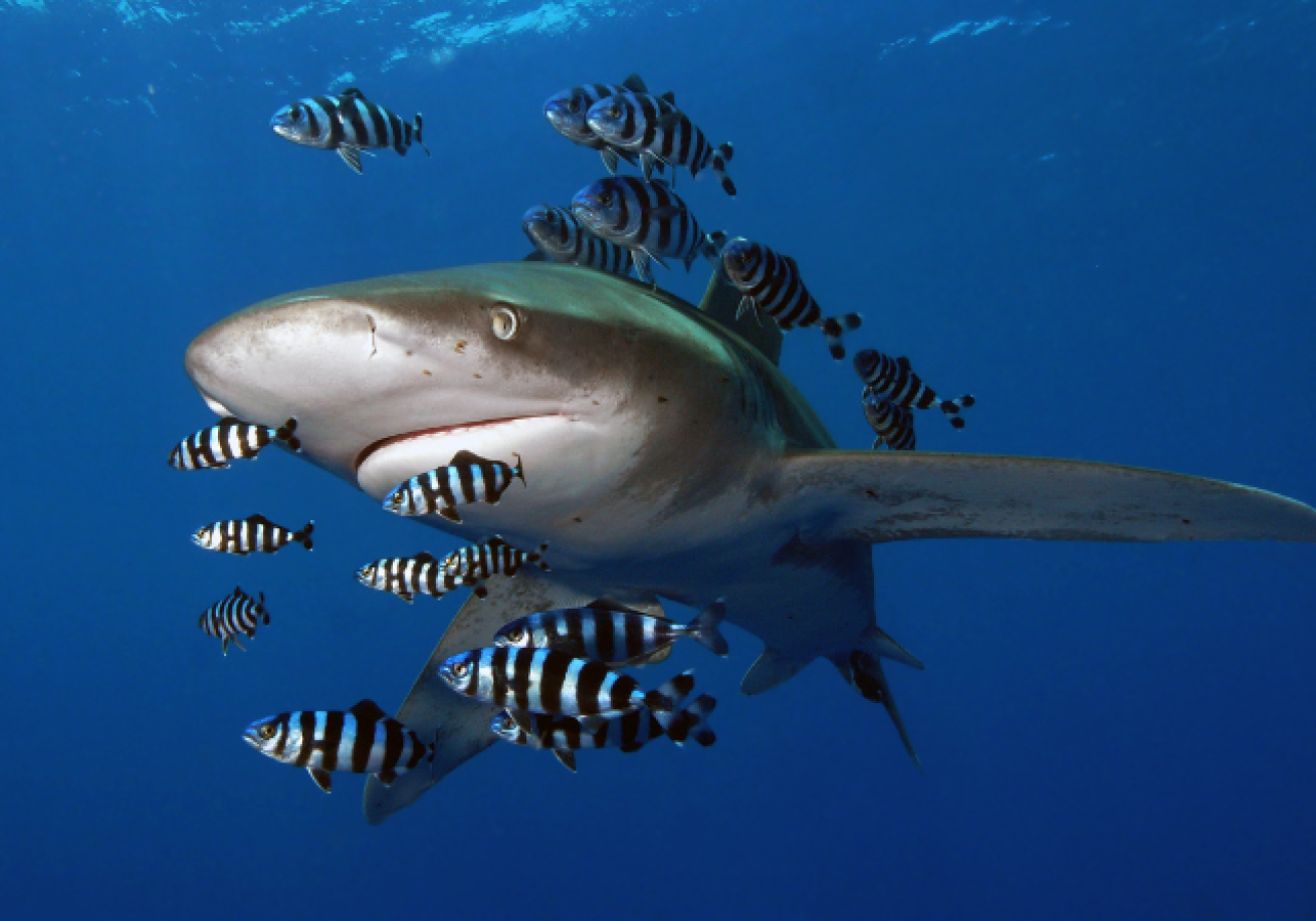 A shark swimming with fish