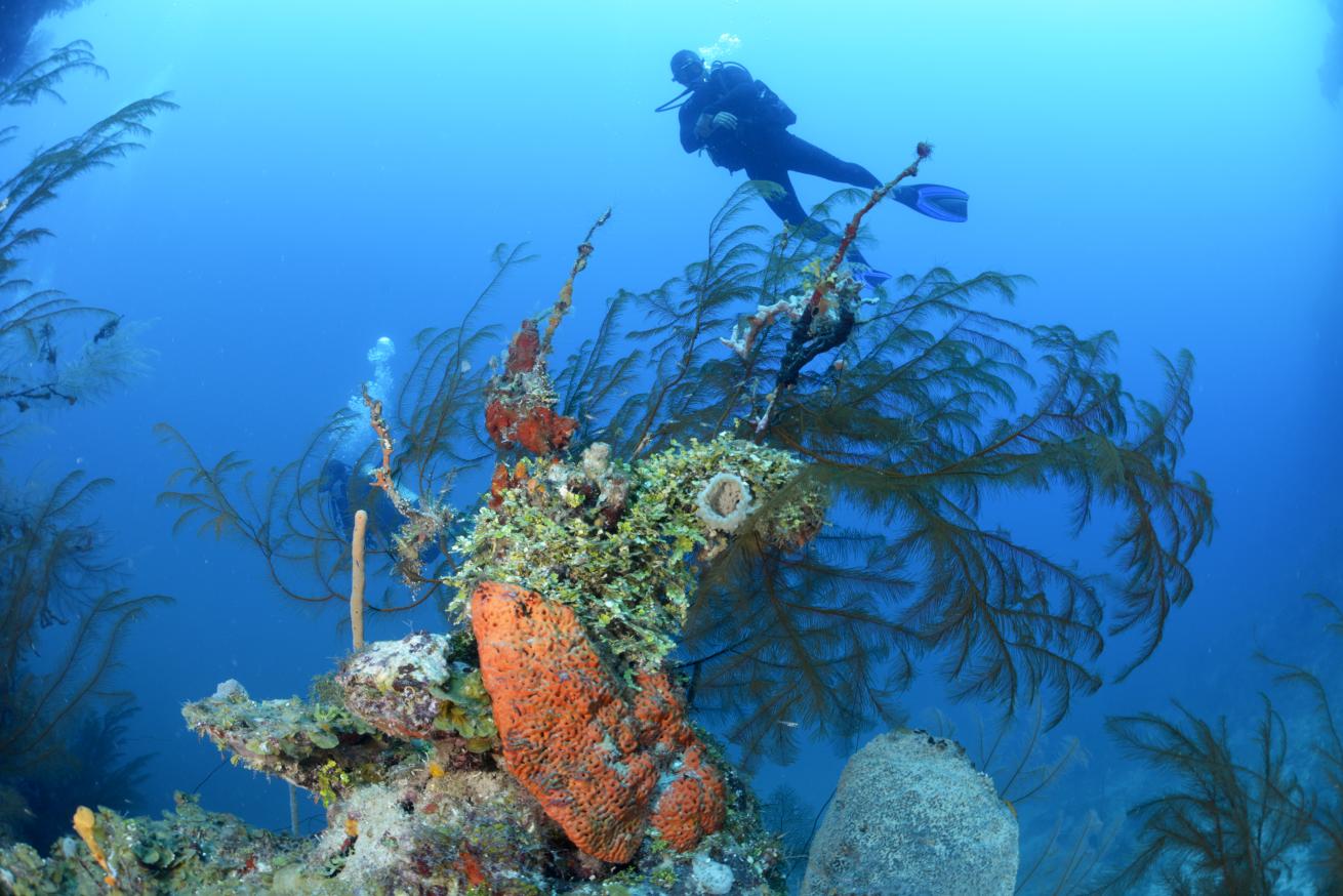 black coral scuba diver
