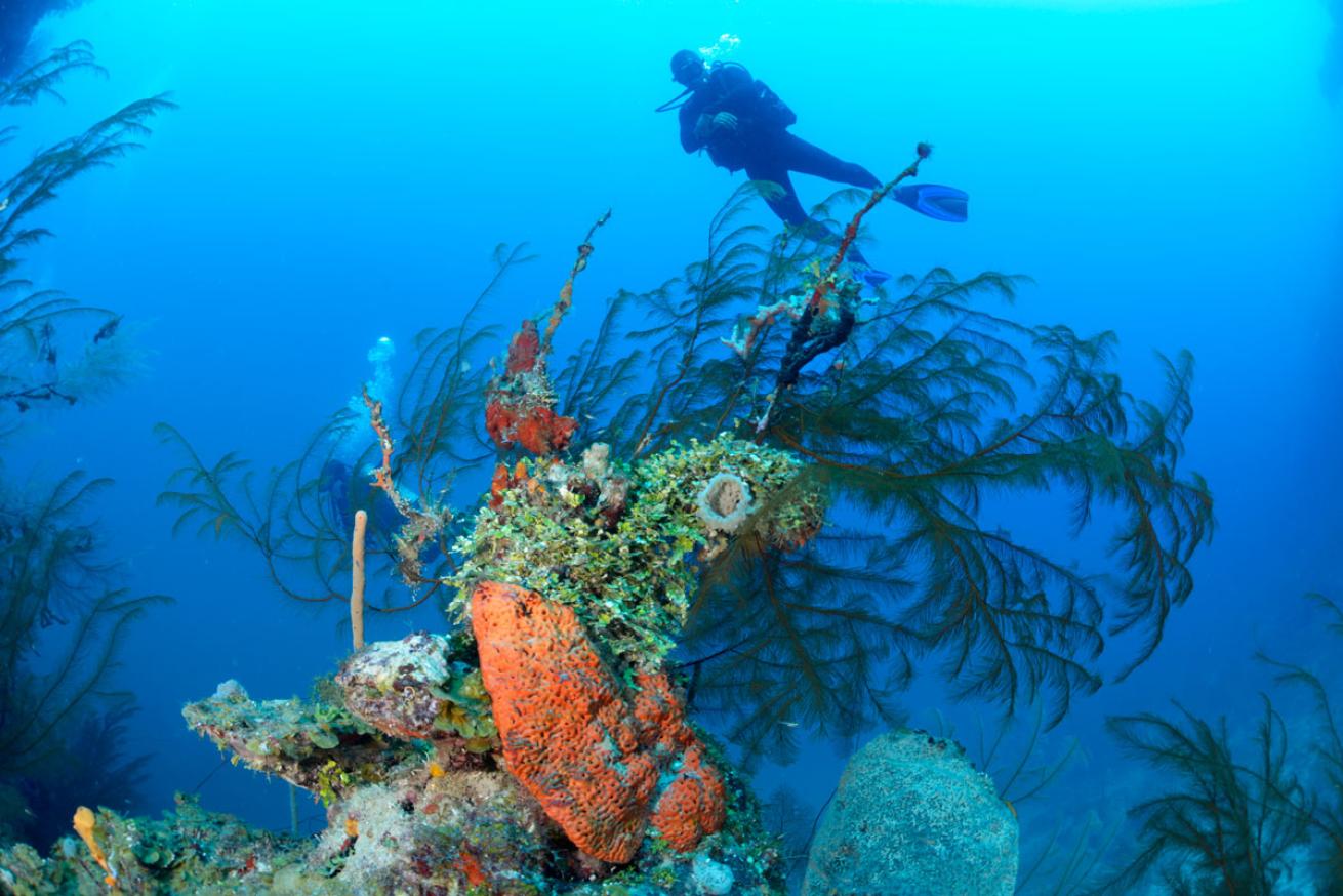 black coral scuba diver