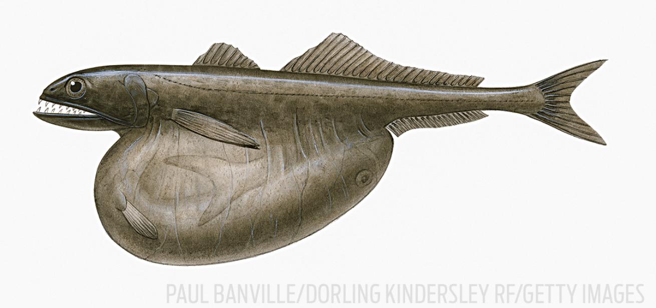 black swallower fish