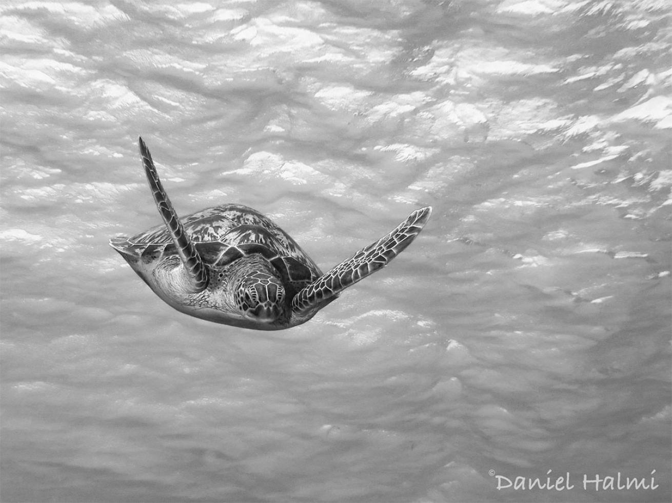 sea turtle photo
