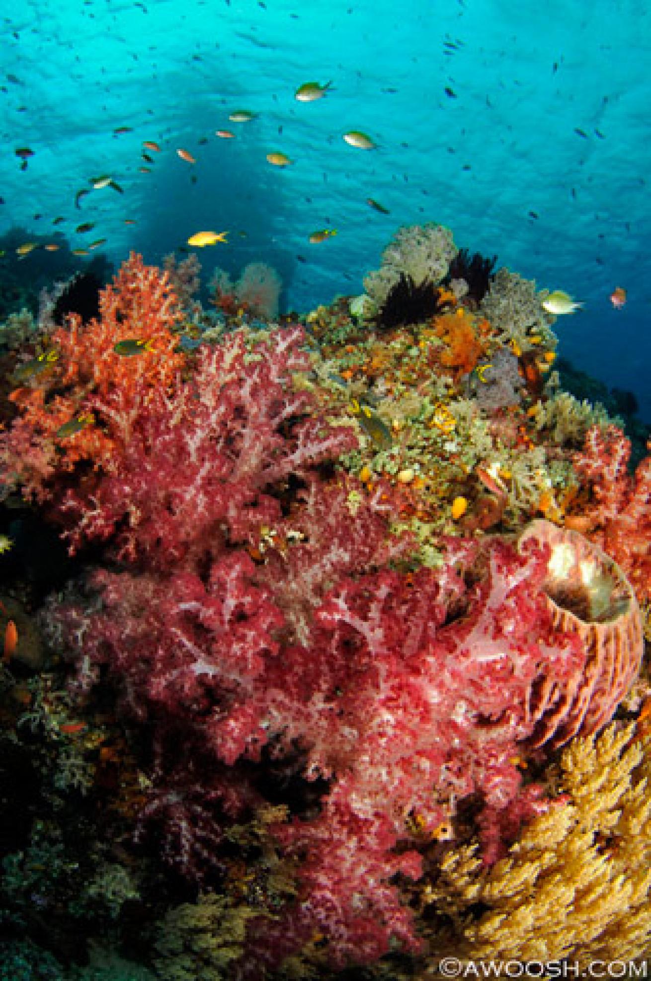 Raja Ampat underwater photography