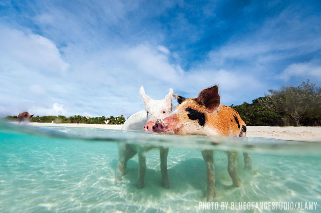Swimming pigs Big Major Cay