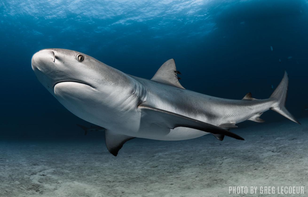 Caribbean reef shark bahamas