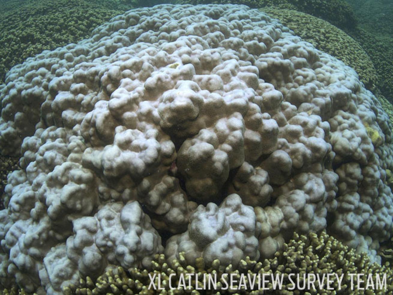 Bleach coral