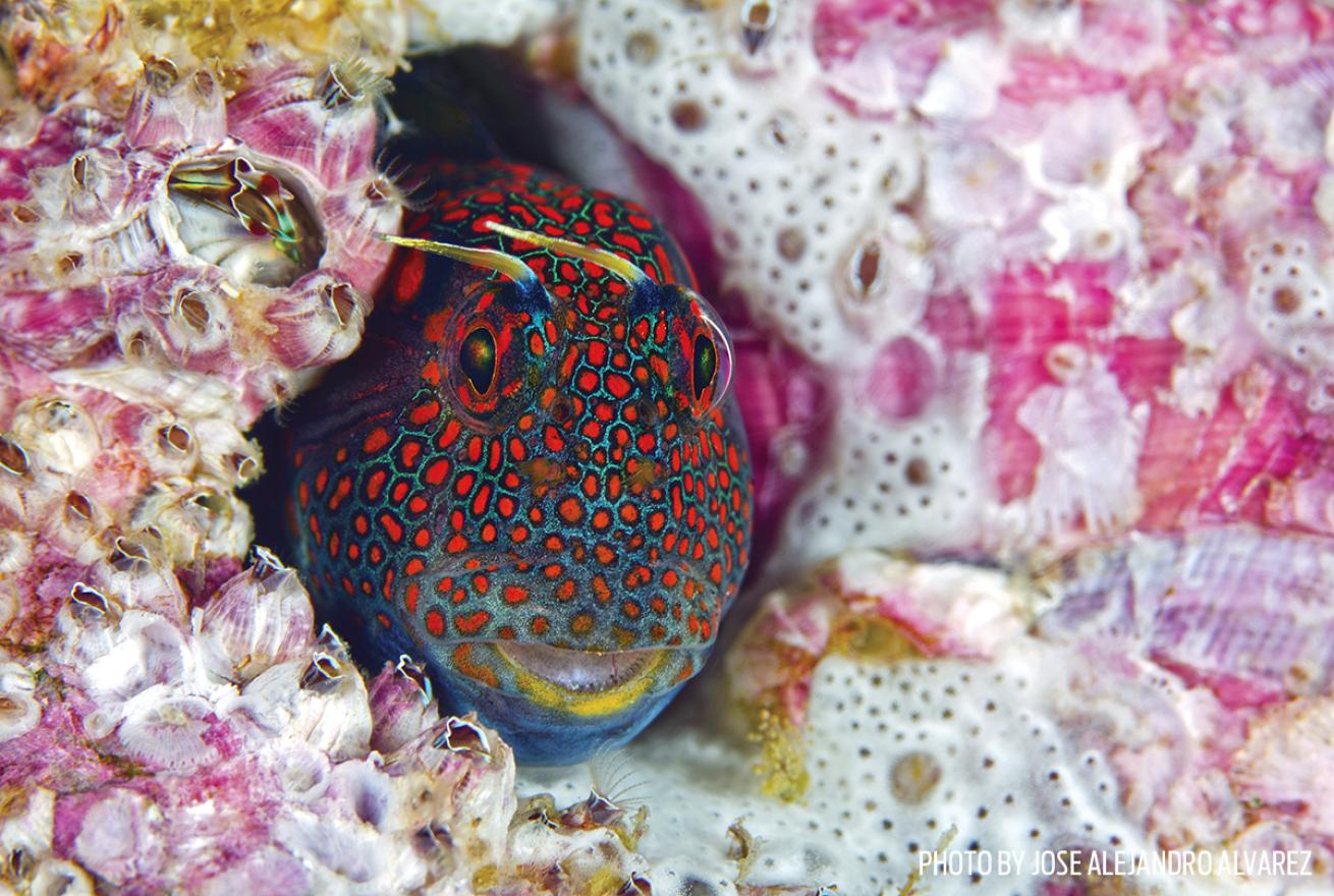 blenny red spotted barnacle blenny