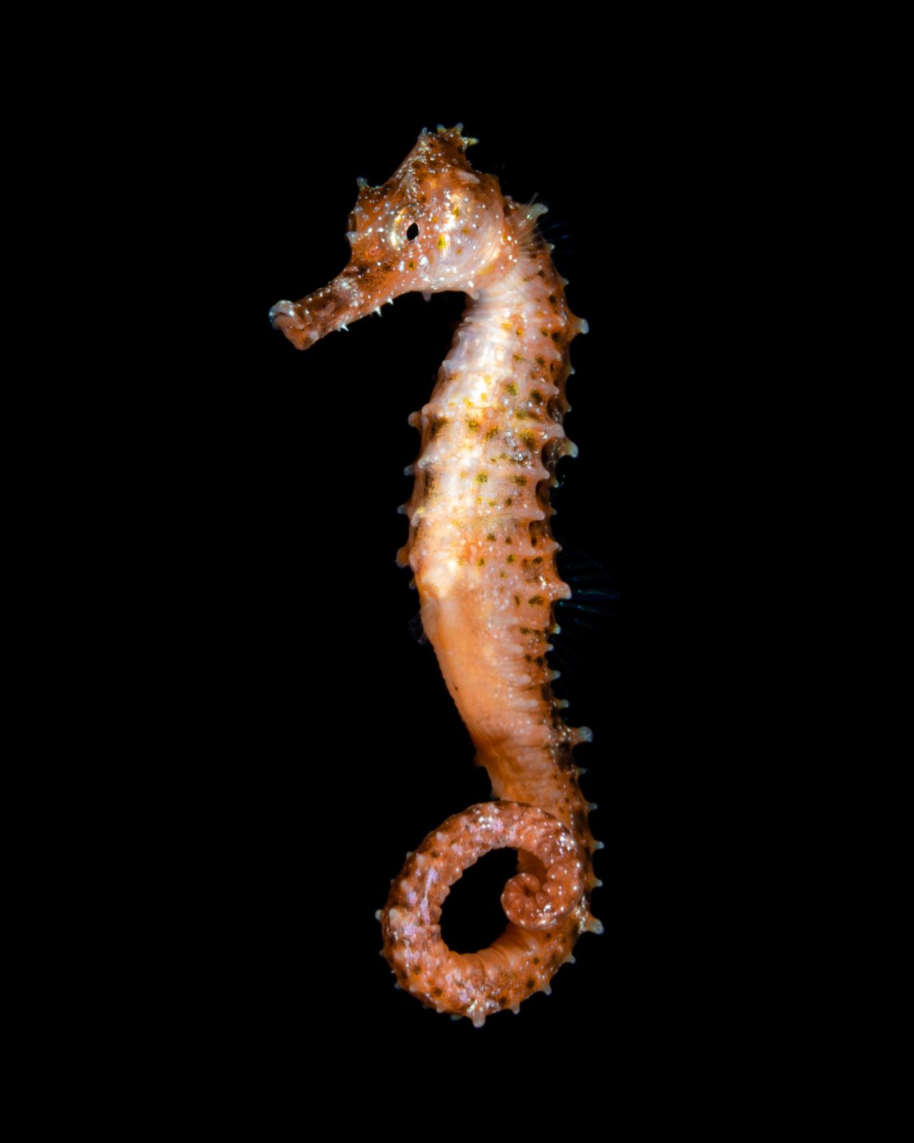 blackwater seahorse photo