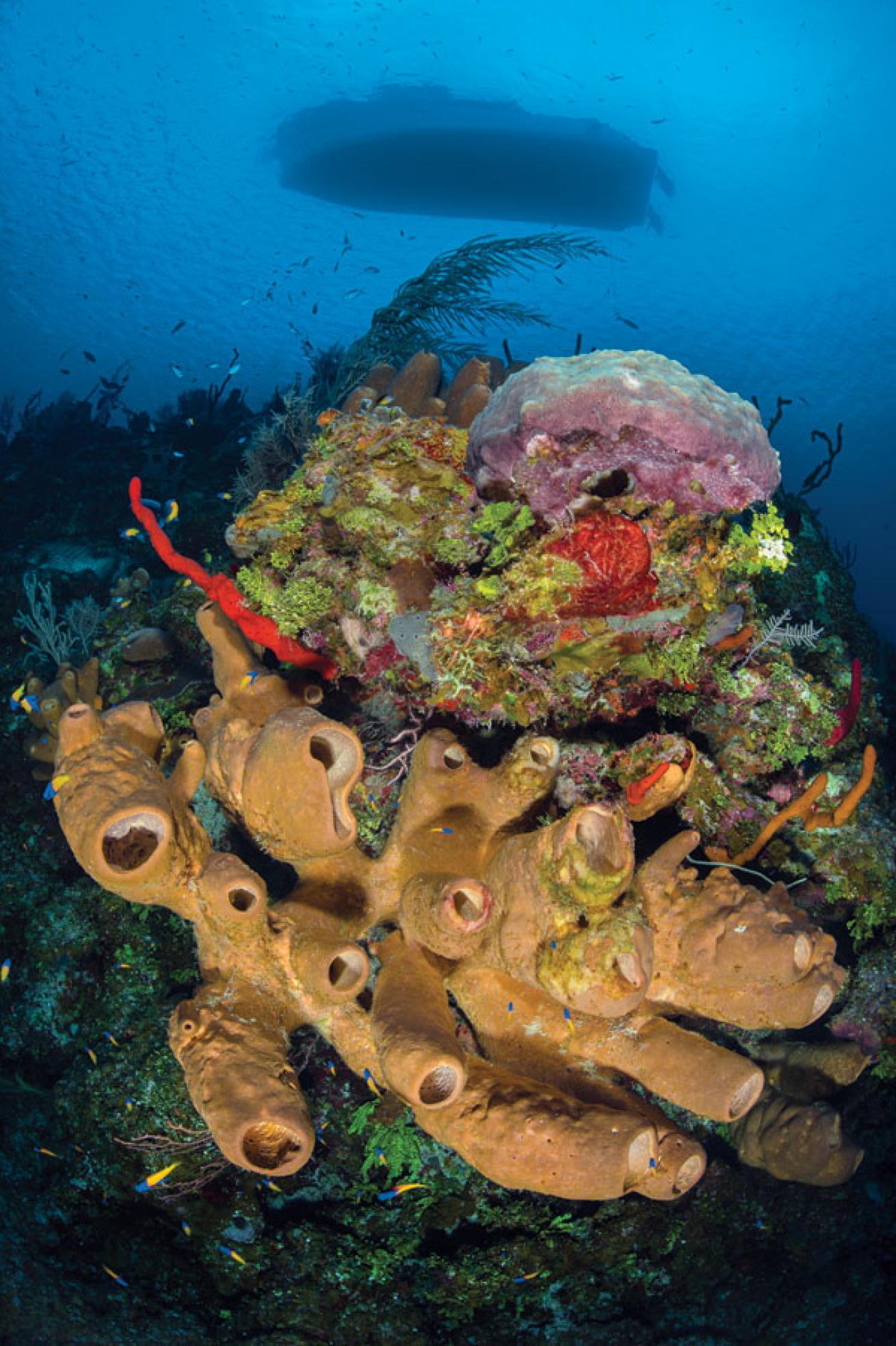 Little Cayman’s Bloody Bay Wall