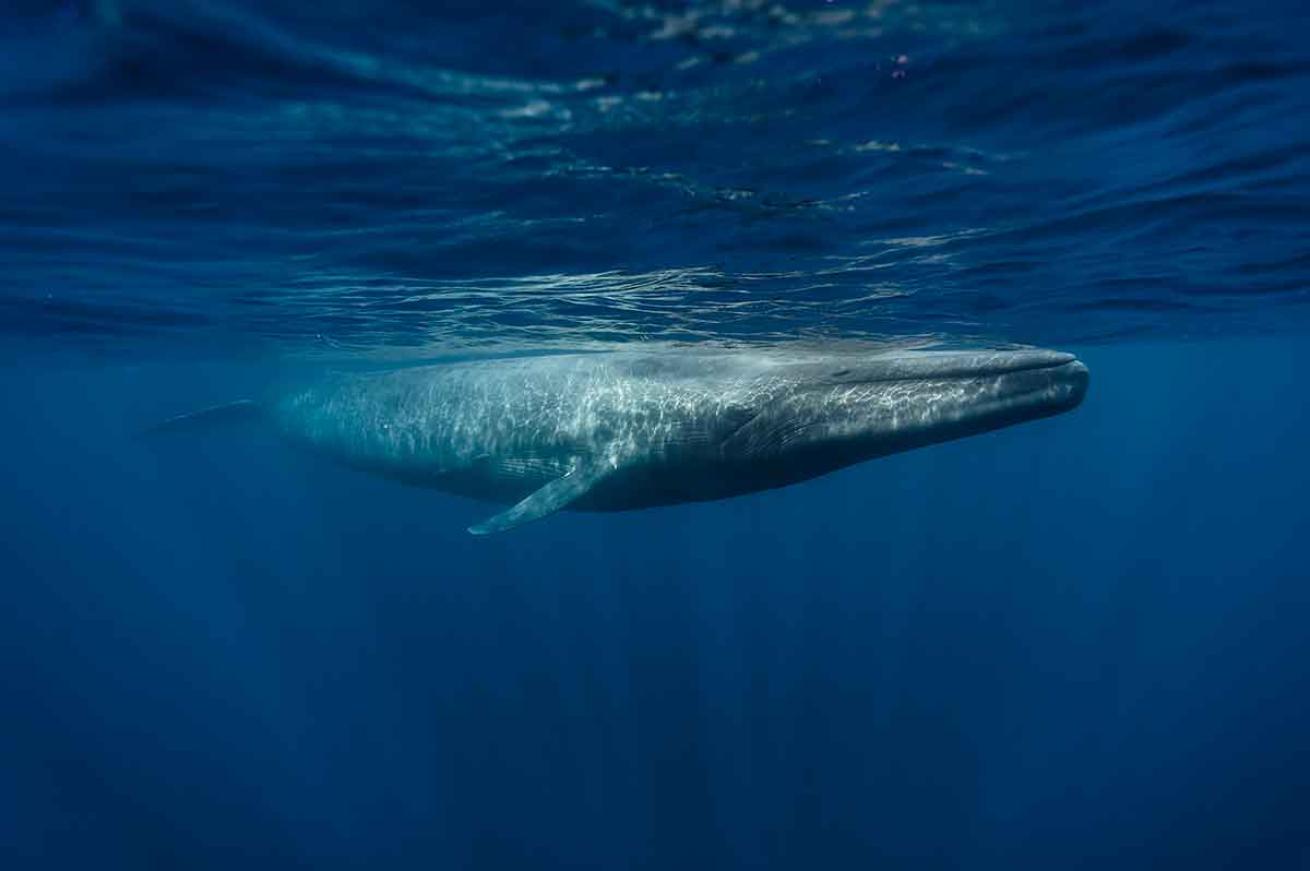 blue whale swimming speed