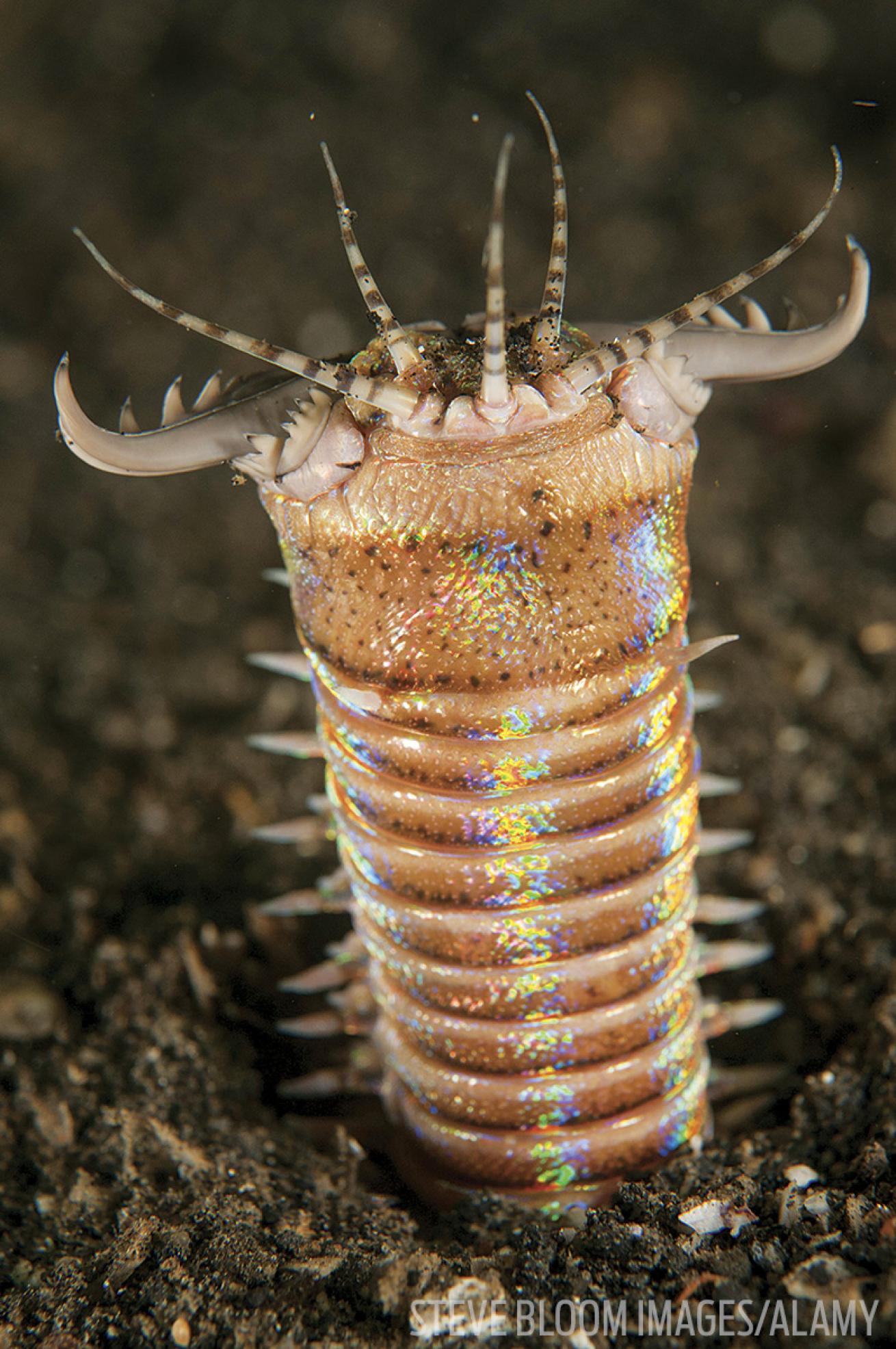 bobbit worm photo