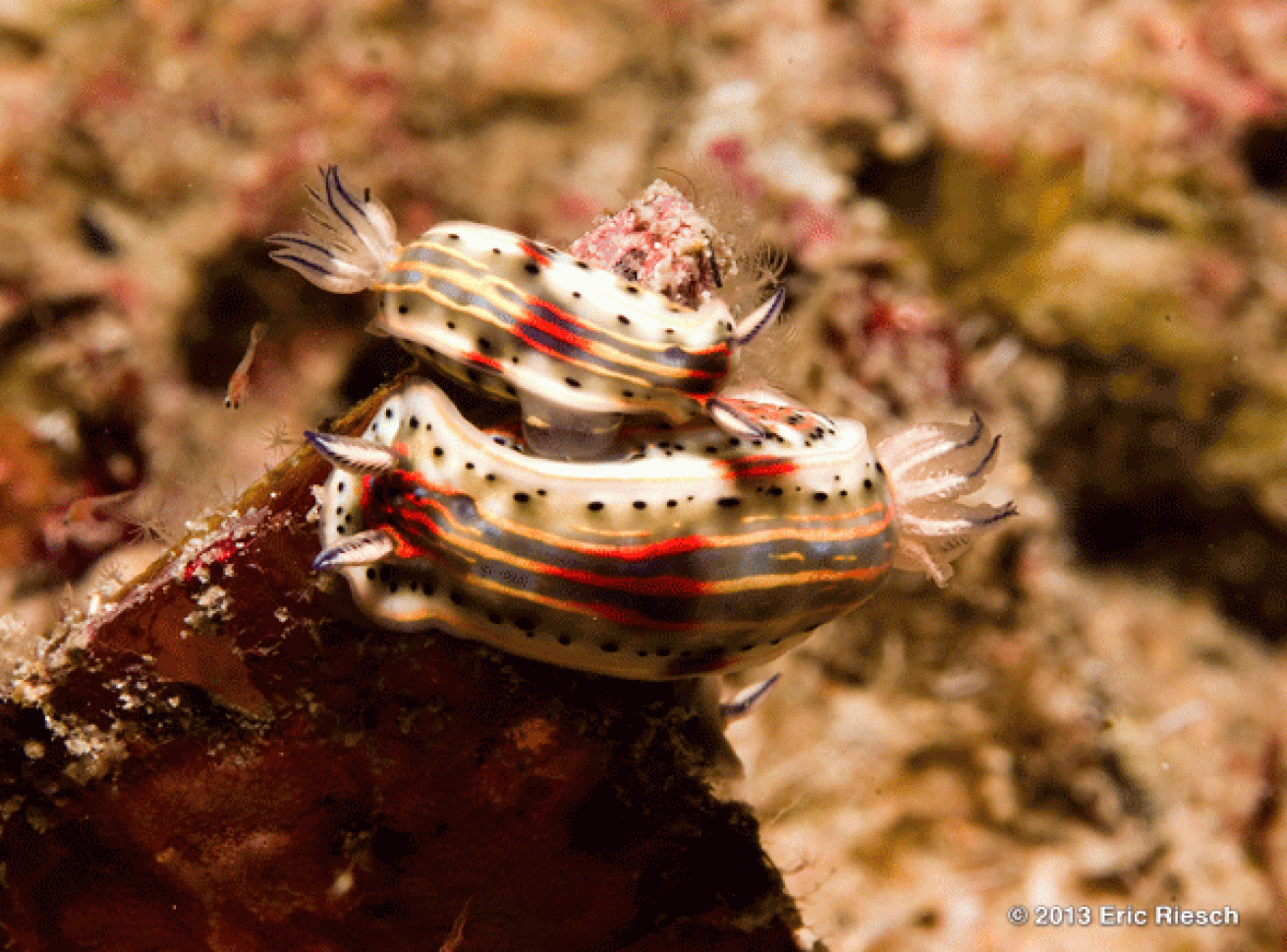 bonaire scuba diving