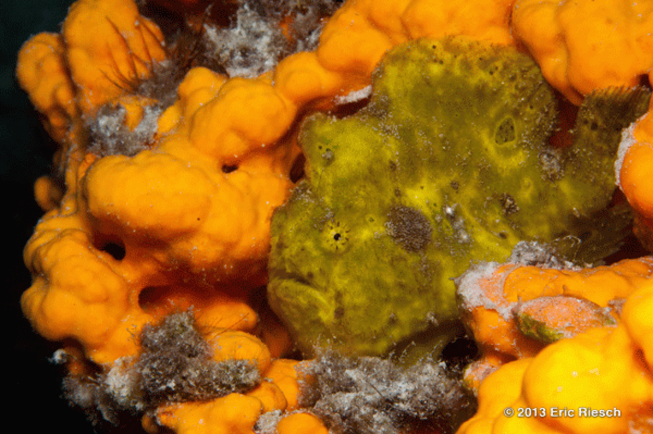 bonaire scuba diving