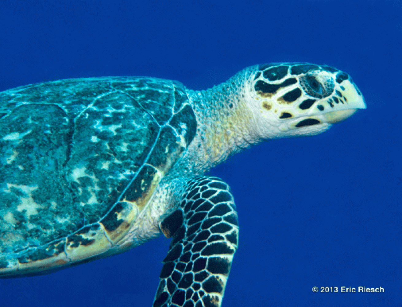 bonaire scuba diving