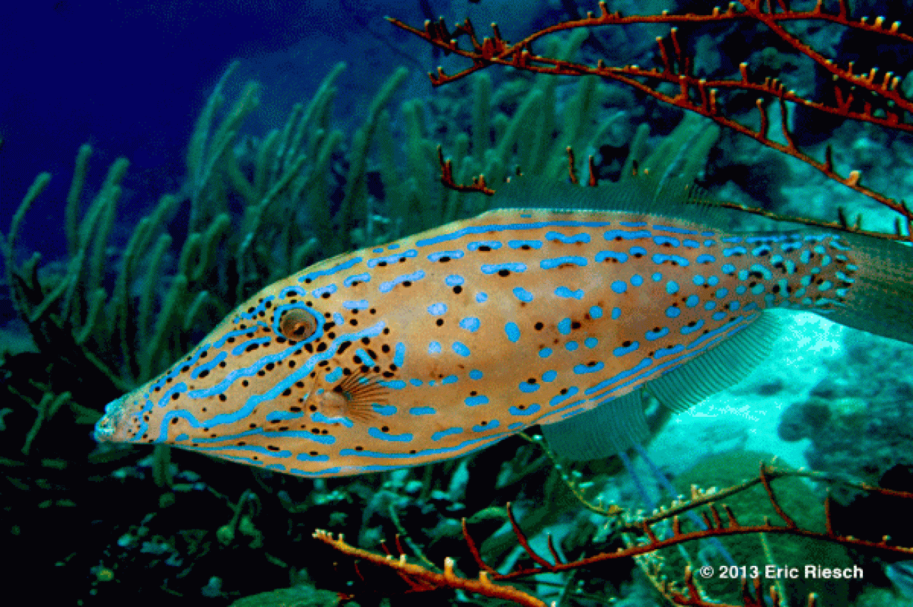bonaire scuba diving