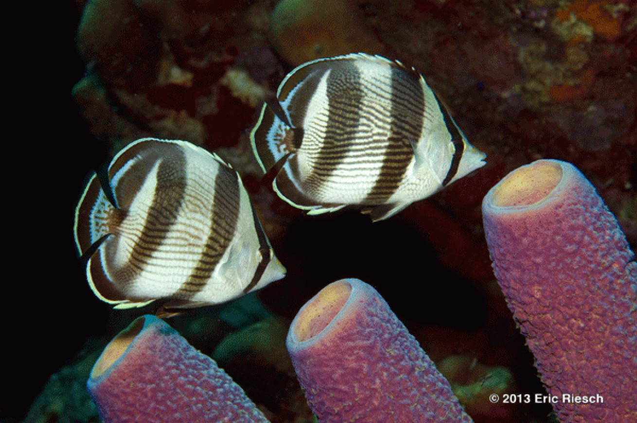 bonaire scuba diving