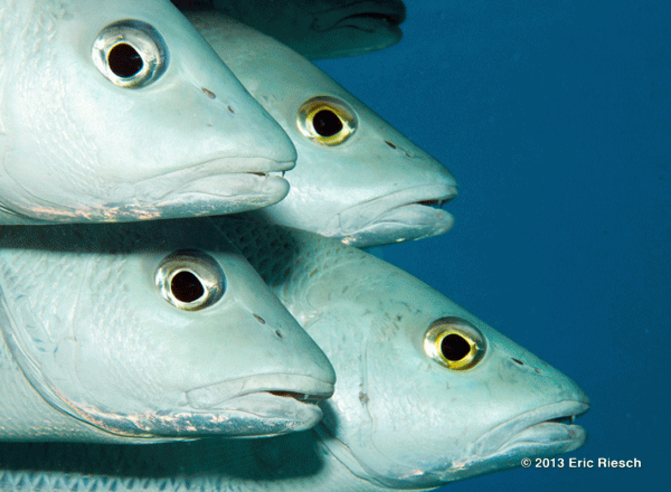 bonaire scuba diving