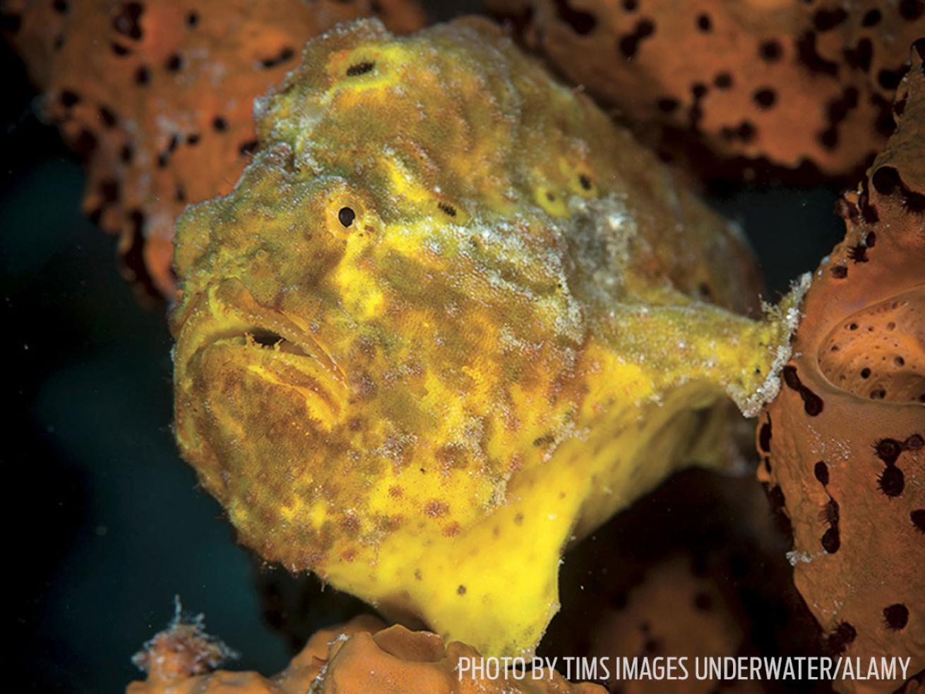 frogfish bonaire