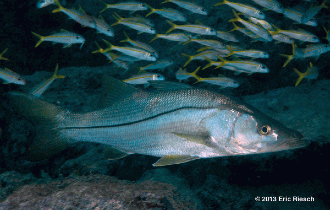 bonaire scuba diving