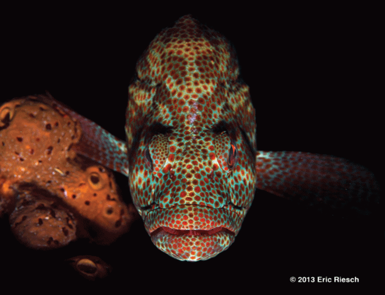 bonaire scuba diving