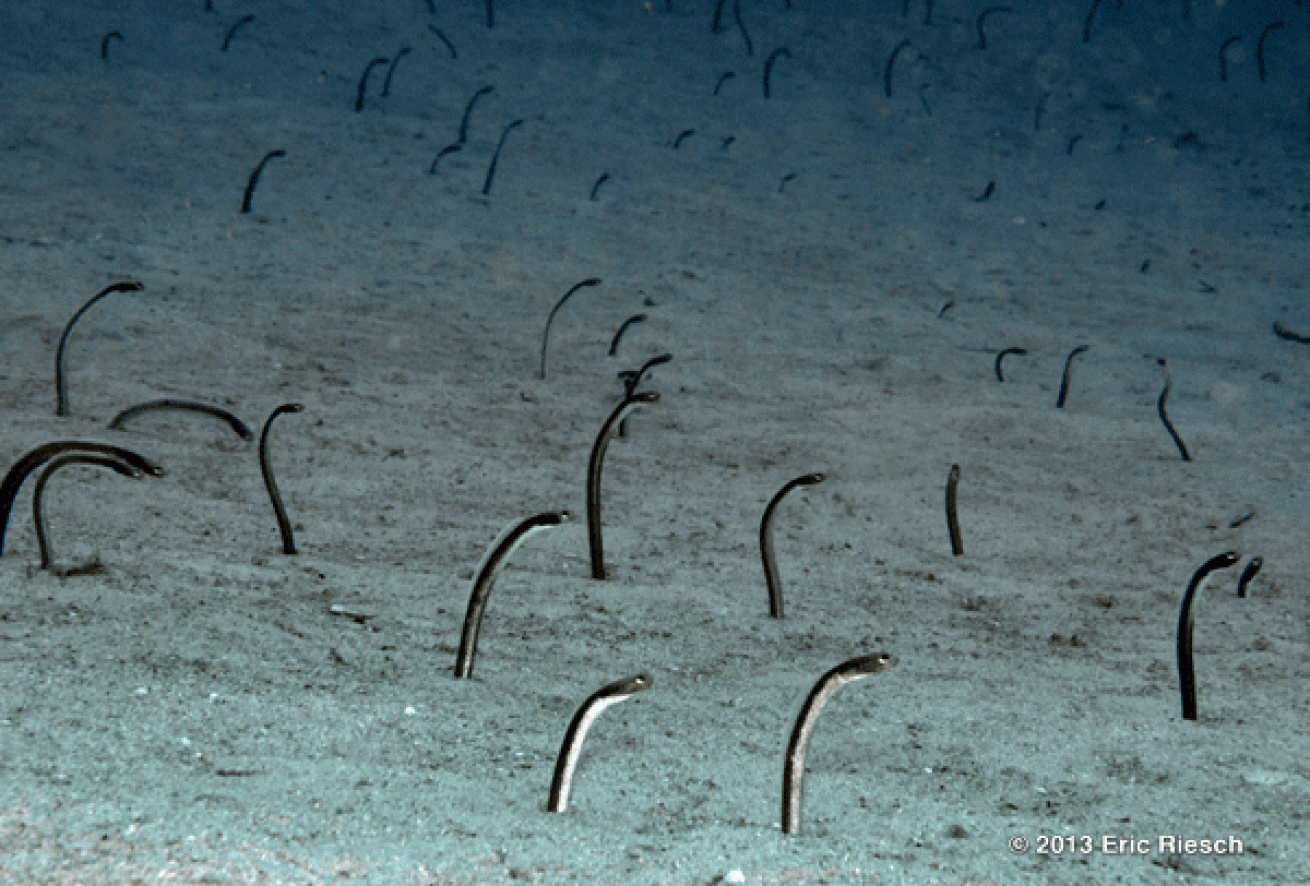 bonaire scuba diving