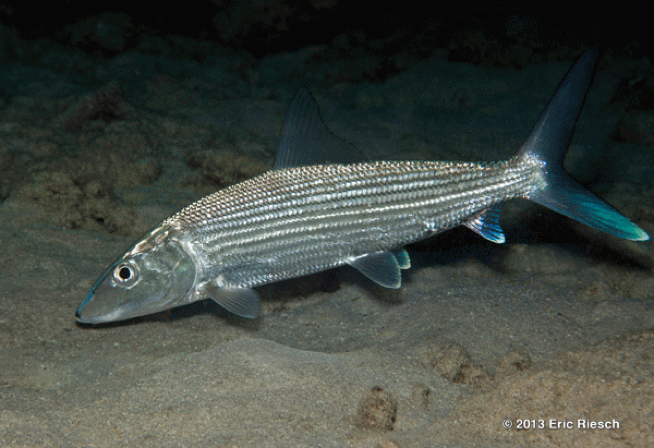 bonaire scuba diving