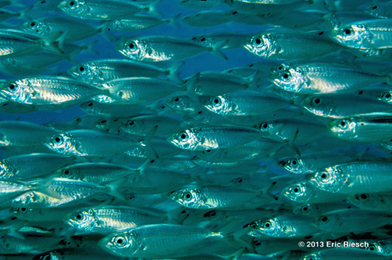 bonaire scuba diving