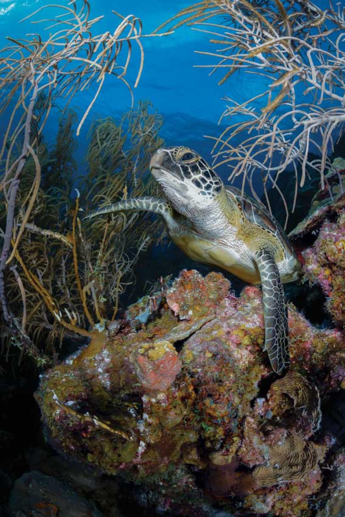 Bonaire scuba diving green sea turtle
