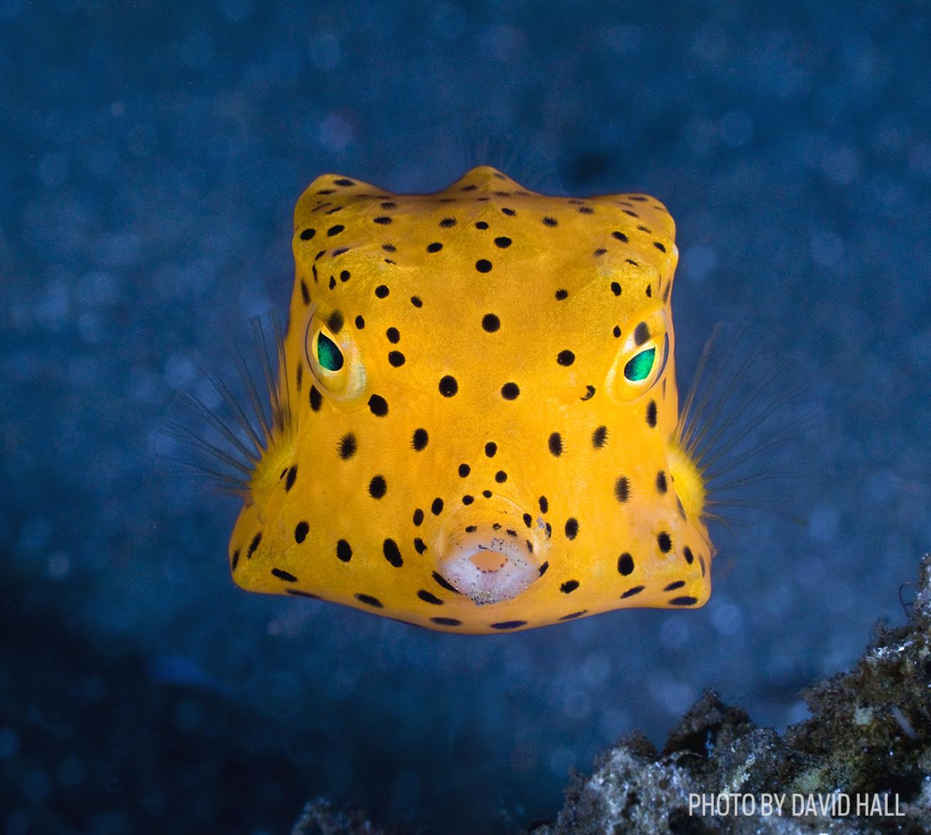 boxfish fish photo
