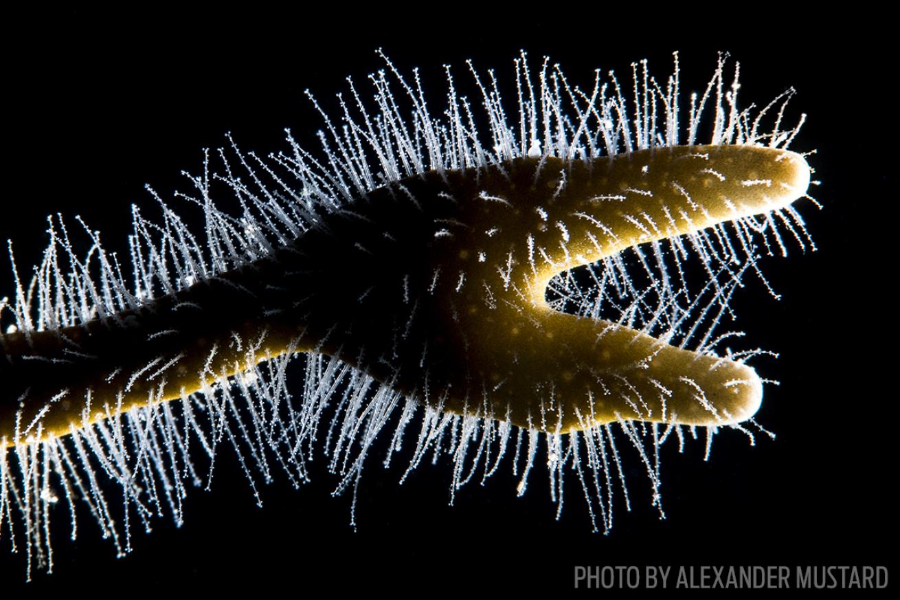 Fire coral cayman macro photography