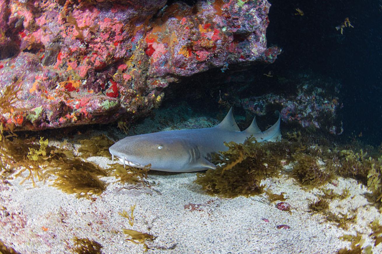 Sleeping Nurse Shark