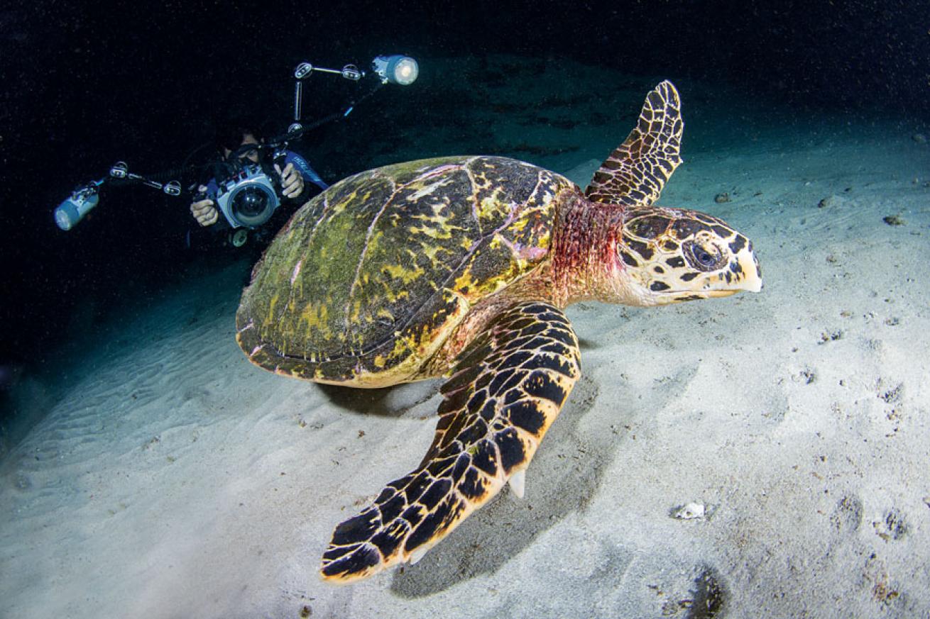 Green Sea Turtle