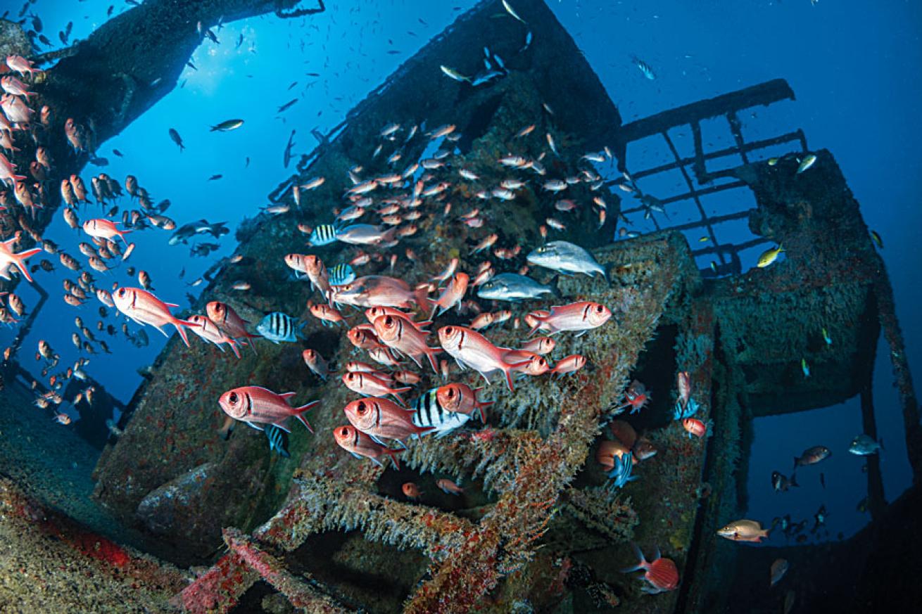 school of squirrelfish on the tugboat Marte