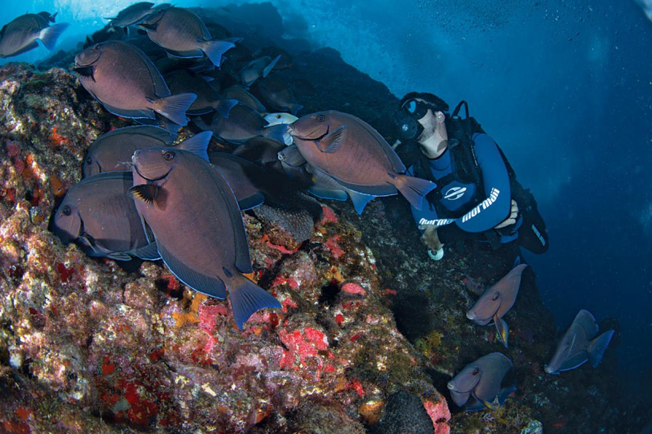 school of blue tang