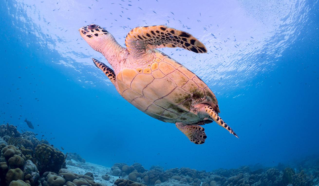 buddy dive bonaire