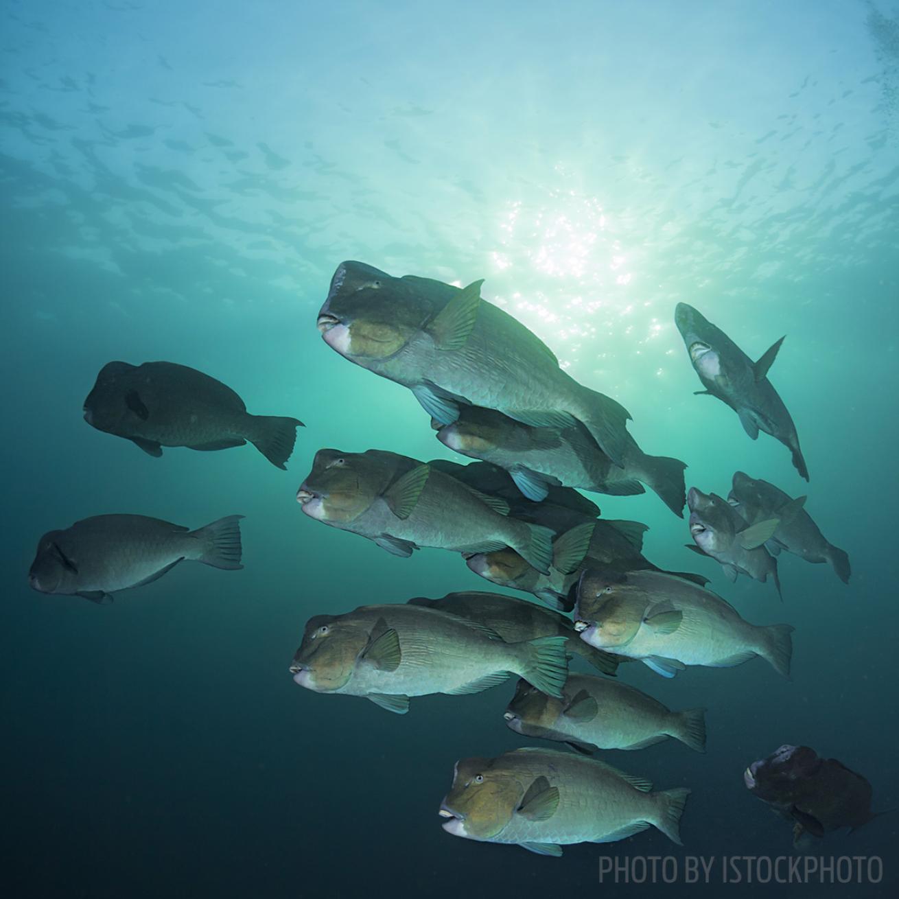 bumphead parrotfish