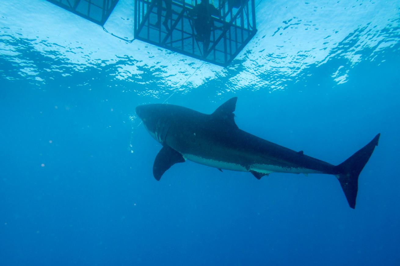 Australia great white shark cage diving