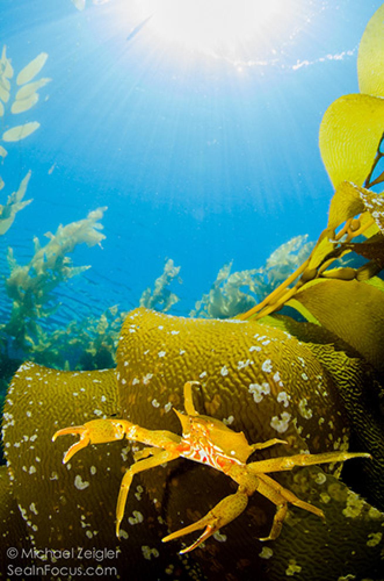 Kelp Crab
