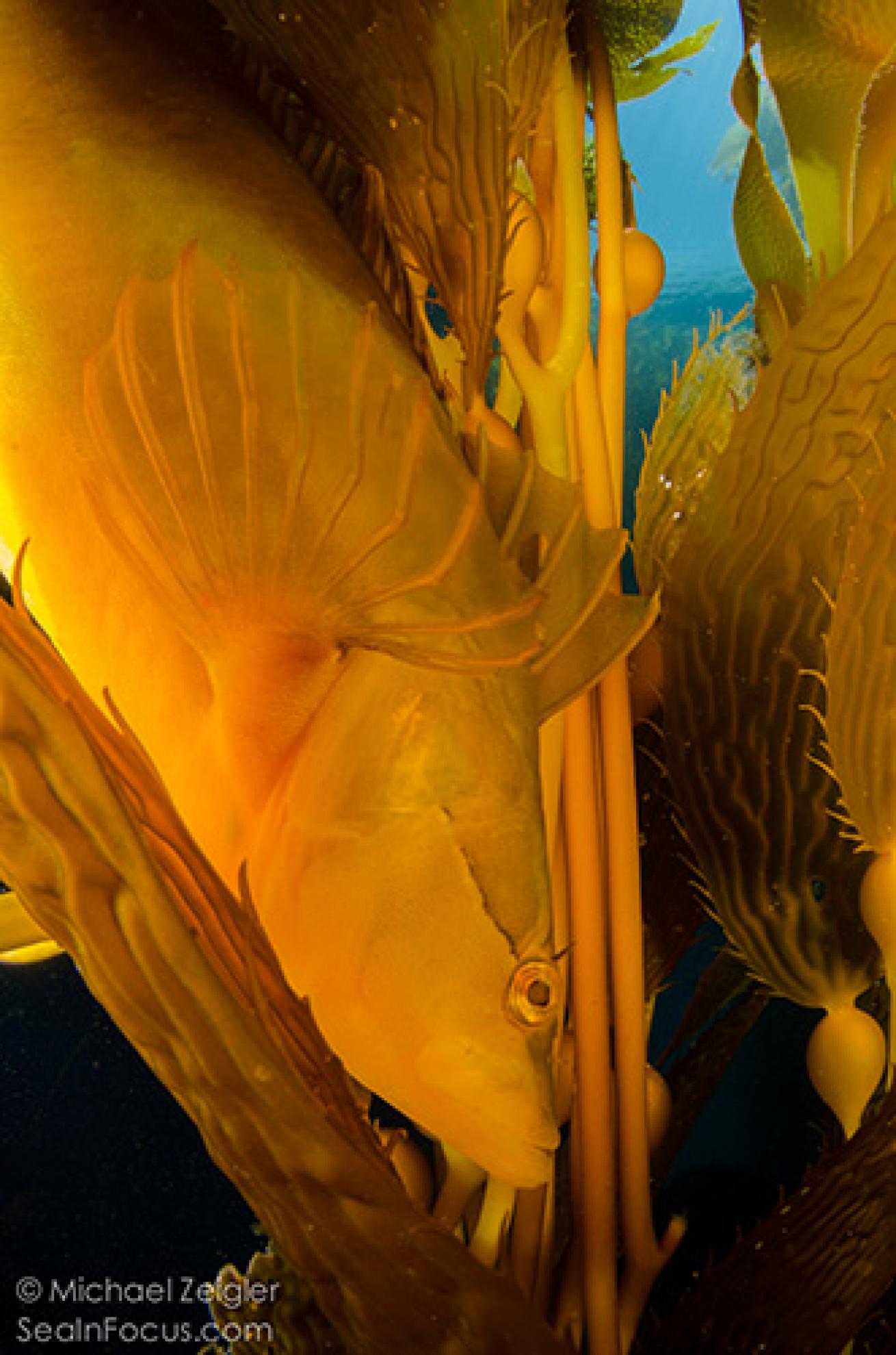Giant Kelpfish