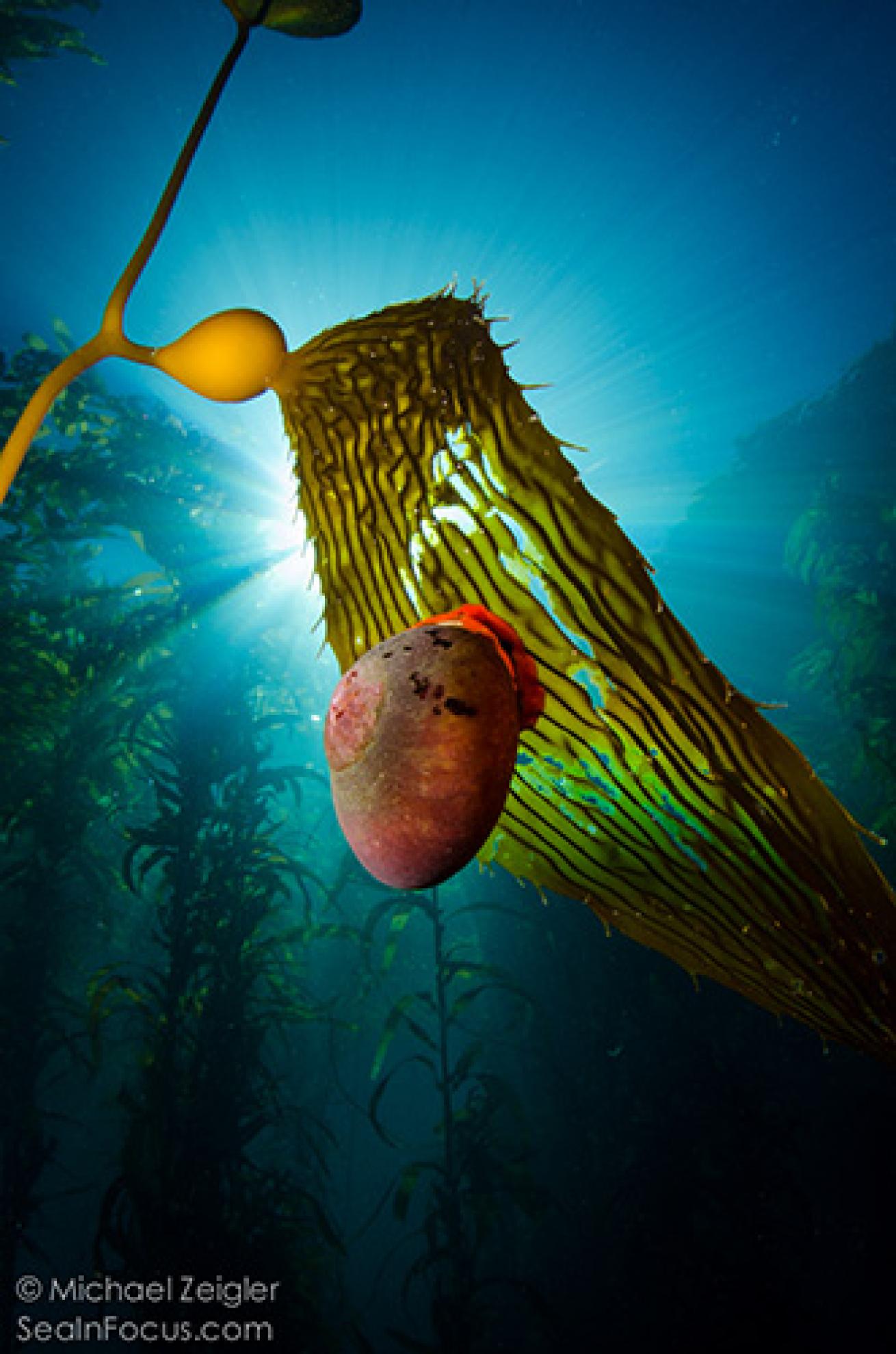 Norris' top snail