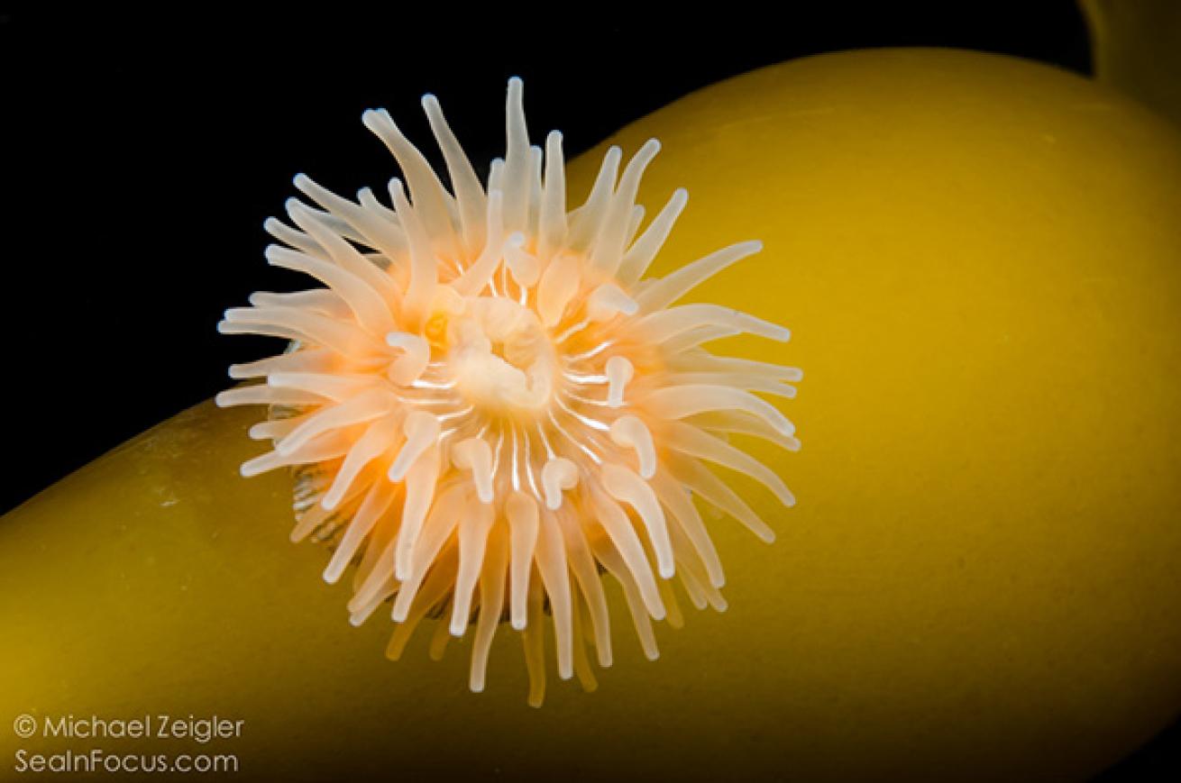 Proliferating Anemone