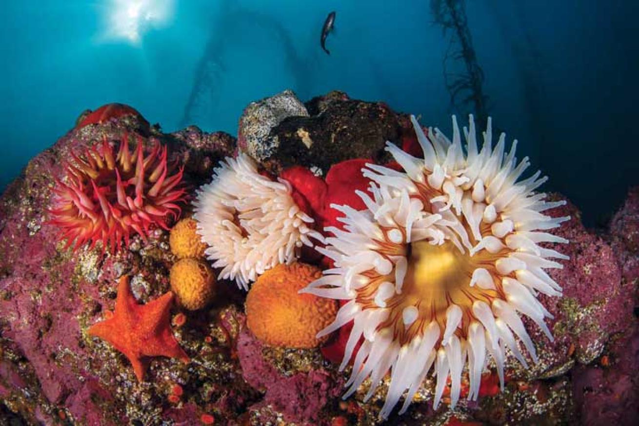california scuba diving