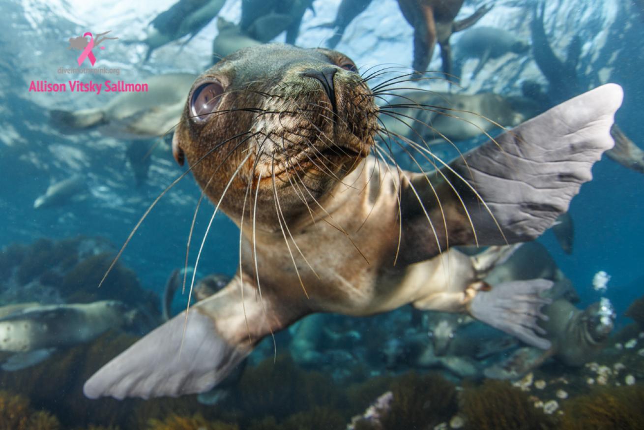 california sea lion