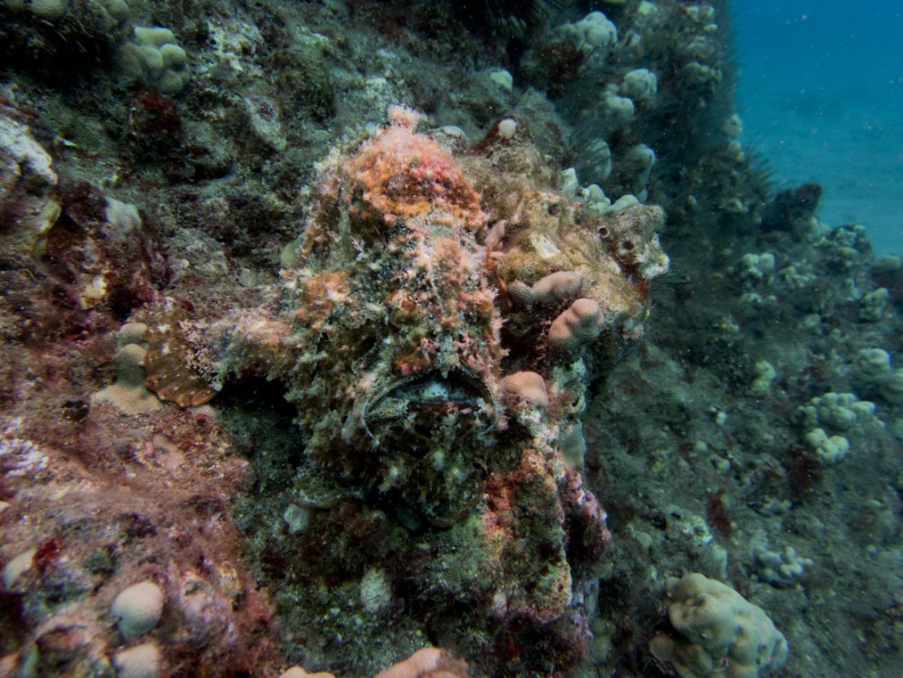 scuba diving Maui, Hawaii