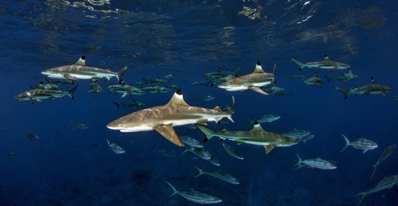shark cancer