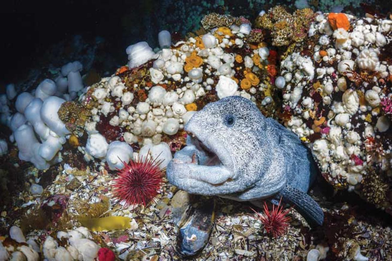 canada scuba diving